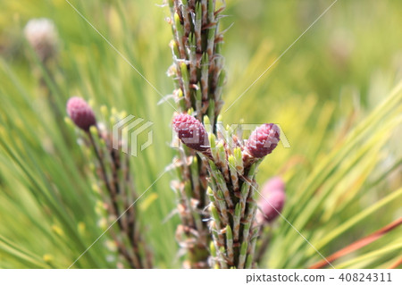 松樹 松樹 40824311