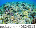 藍色的大海和珊瑚礁 40824313