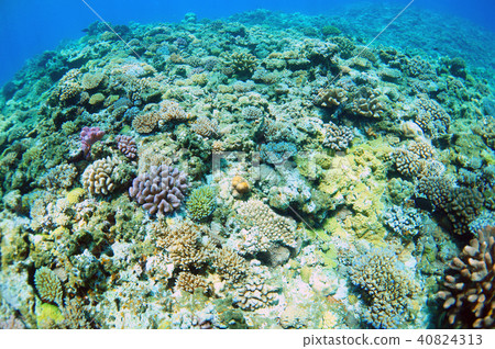 藍色的大海和珊瑚礁 40824313