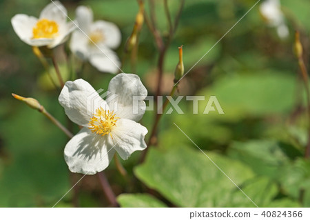 Shirayukijishi之花 Shirayukijishi之花 40824366