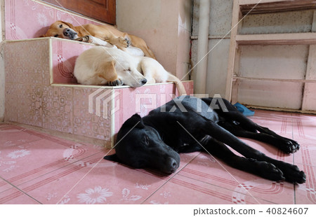 Three Sleeping dog on the stairs Three Sleeping dog on the stairs 40824607