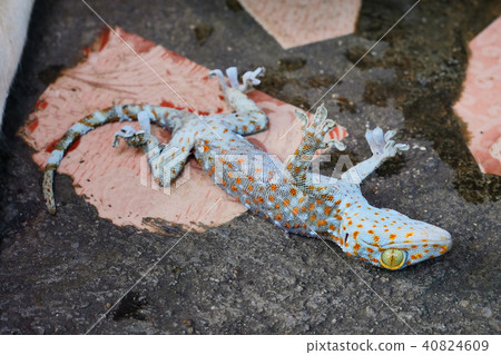 gecko death on cement floor gecko death on cement floor 40824609