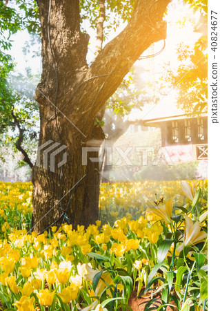 Beautiful yellow tulips in a floral garden . Beautiful yellow tulips in a floral garden . 40824677