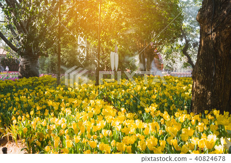 Beautiful yellow tulips in a floral garden . Beautiful yellow tulips in a floral garden . 40824678