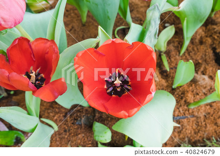 Beautiful red tulips in a floral garden . Beautiful red tulips in a floral garden . 40824679