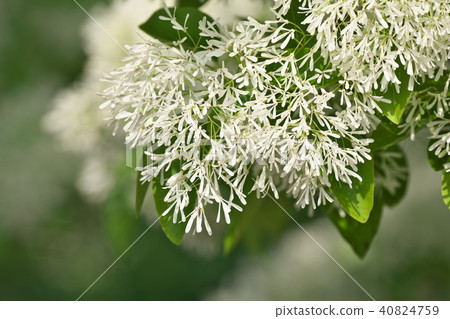 White flowers of Nanja Monja 40824759
