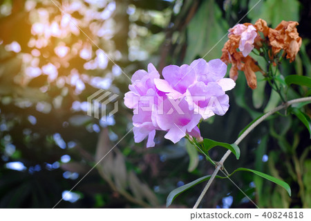 Thunbergia laurifolia, the laurel clockvine Thunbergia laurifolia, the laurel clockvine 40824818