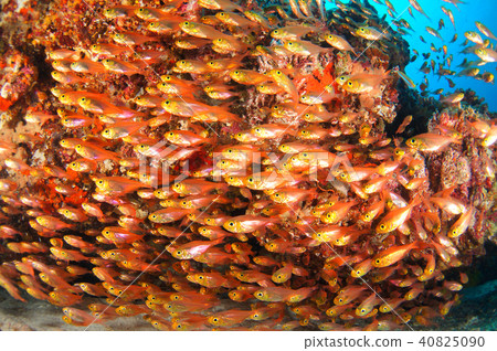 魚學校 魚學校 40825090