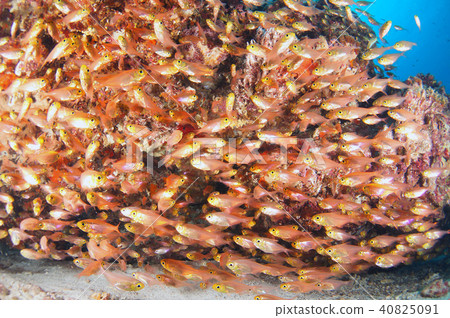 魚學校 魚學校 40825091