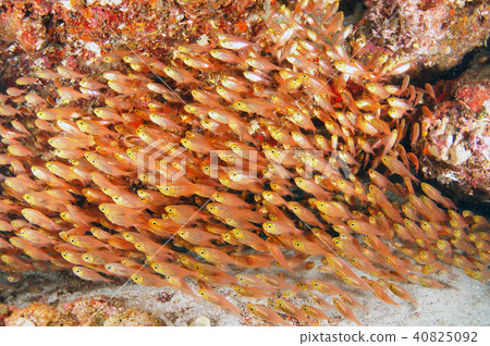 魚學校 魚學校 40825092