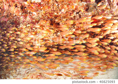 魚學校 魚學校 40825093