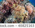 珊瑚和海葵 40825163