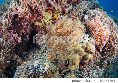 珊瑚和海葵 珊瑚和海葵 40825163