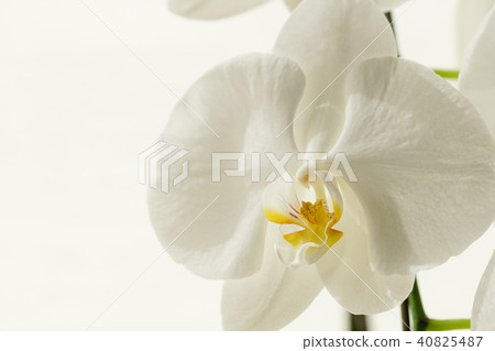 白色蝴蝶蘭花 40825487