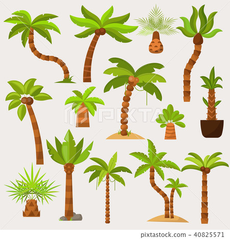 Palma vector palmaceous tropical tree with coconut or green exotic leafs and palmetto on tropic Palma vector palmaceous tropical tree with coconut or green exotic leafs and palmetto on tropic 40825571