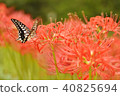 Swallowtail butterflies and amaryllis 40825694