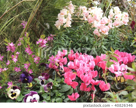 Autumn flower bed 40826346
