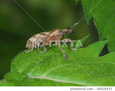 Hathi bonito weevil 40826435