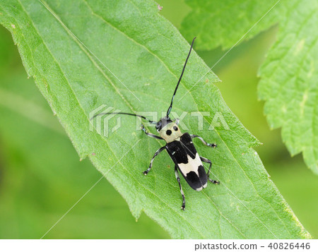 拉米舉行 40826446