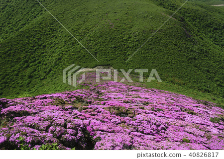 Kyushuyama Kusumiyama Miyama Kirishima 40826817