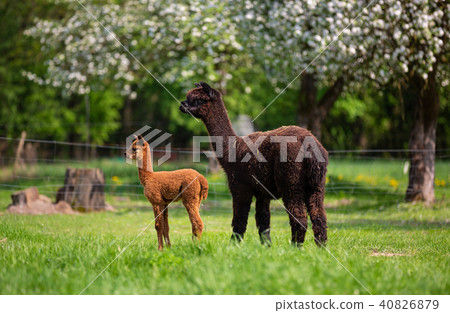 Alpacas with offspring, a South American mammal 40826879