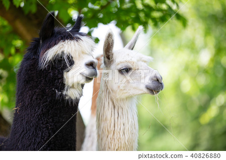 Portrait of two Alpacas, a South American mammal Portrait of two Alpacas, a South American mammal 40826880