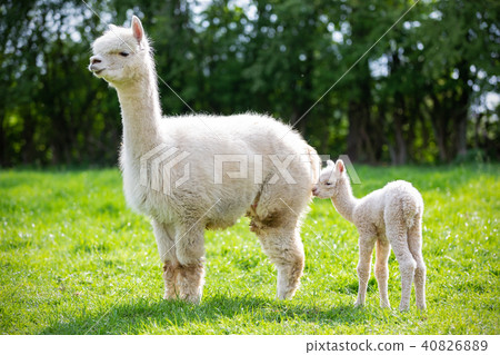 White Alpaca with offspring, South American mammal 40826889