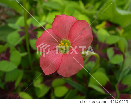 Oxalis 40826955