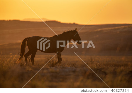 Wild Horse in the Sunset Wild Horse in the Sunset 40827224