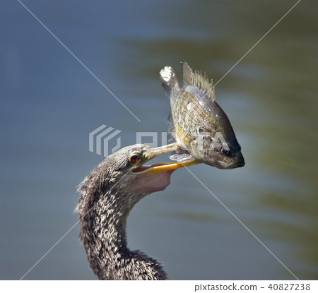 Anhinaga with a Fish 40827238