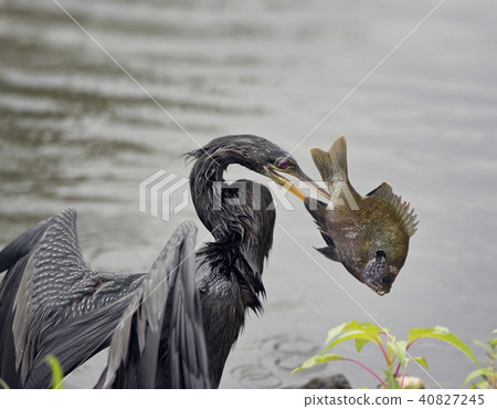Anhinga with a Fish Anhinga with a Fish 40827245