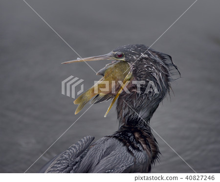 Anhinaga with a Fish Anhinaga with a Fish 40827246