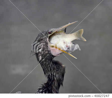 Anhinga with a Fish Anhinga with a Fish 40827247
