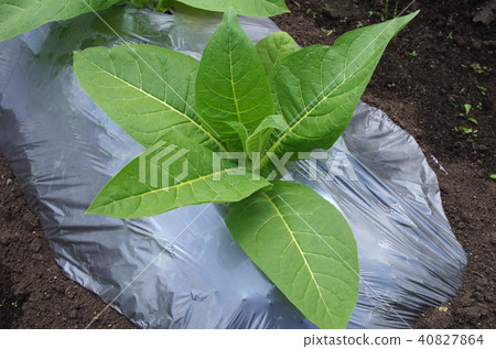 Cultivation of leaf tobacco: Burley species (taken on May 30, 2016: Iwate Prefecture) 40827864