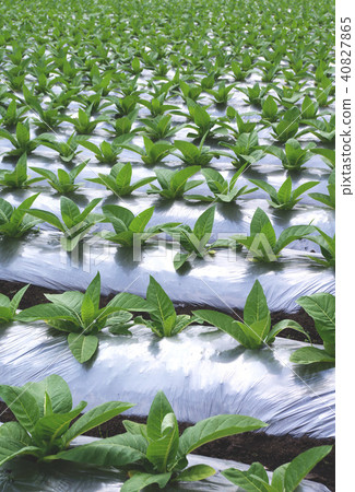 菸葉栽培：白肋煙種（2016年5月30日採取：岩手縣） 40827865