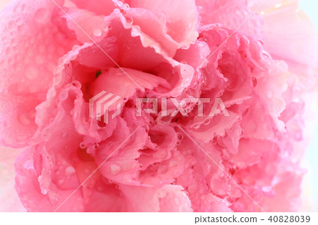 Waterdrops and pink flowers 40828039