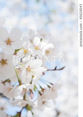 Cherry Blossoms	 40828043