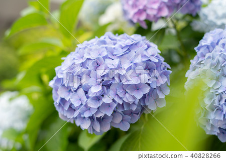 繡球花繡球花繡球花家庭繡球花初夏雨季湯 照片素材 圖片 4066 圖庫