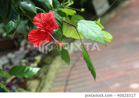 Hibiscus Flower Hibiscus Flower 40828317