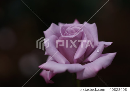 rose rose 40828408