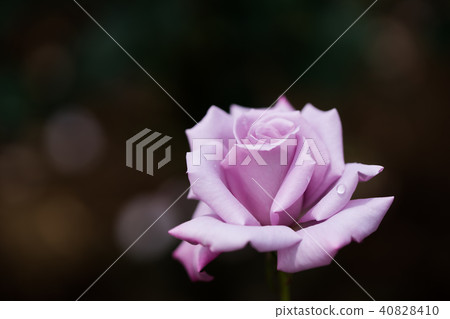rose rose 40828410