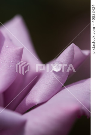 玫瑰和滴 玫瑰和滴 40828424