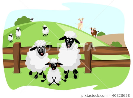 cute sheep family on pasture cute sheep family on pasture 40828638