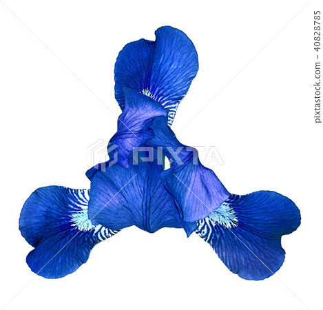 Blue iris flower isolated on white background. 40828785