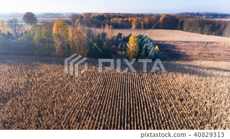 Aerial drone view from above of corn field Aerial drone view from above of corn field 40829313
