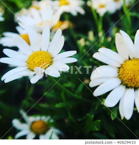 Flowers Flowers 40829410