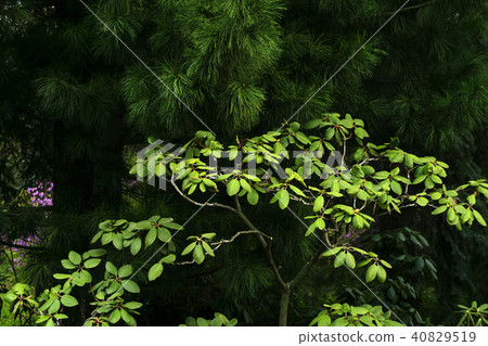 rhododendron bush under pine branches 40829519