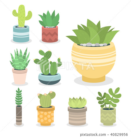 Cactus green plant cactaceous home nature cacti vector illustration of tree with flower Cactus green plant cactaceous home nature cacti vector illustration of tree with flower 40829956
