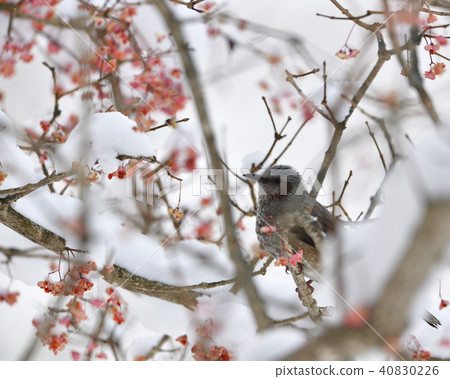 雪,Mayumi和熊 雪,Mayumi和熊 40830226