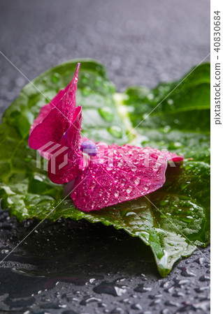 Purple hydrangea flower with a leaf, macro 40830684